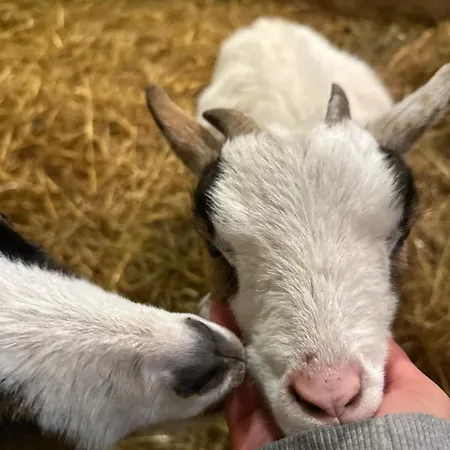 Le Hameau Des Anesses 펜션 Courgains
