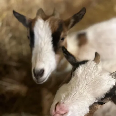 Prázdninový dům Countryside, Donkeys Goats