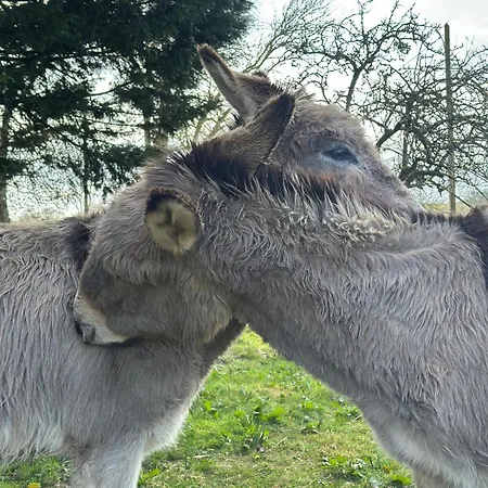Countryside, Donkeys Goats Holiday home *