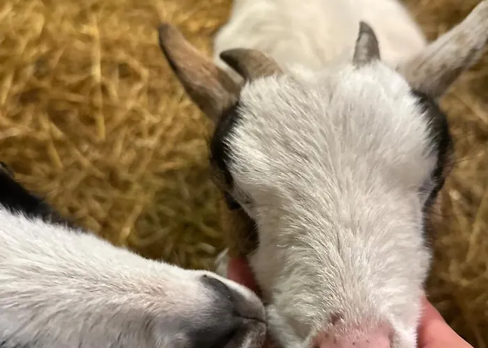 Le Hameau Des Anesses Σπίτι διακοπών Courgains